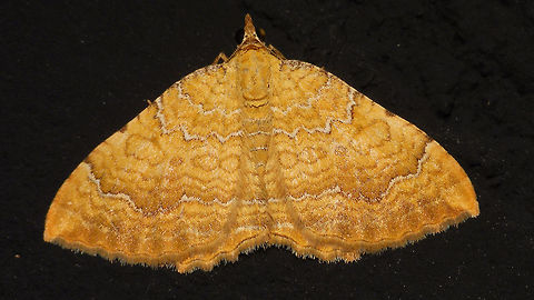 Camptogramma bilineata  Alerdinck,Camptogramma,Camptogramma bilineata,Geometridae,Geometroidea,Geotagged,Larentiinae,Lepidoptera,Netherlands,Xanthorhoini,Yellow Shell,moth week 2019,nl: Gestreepte goudspanner