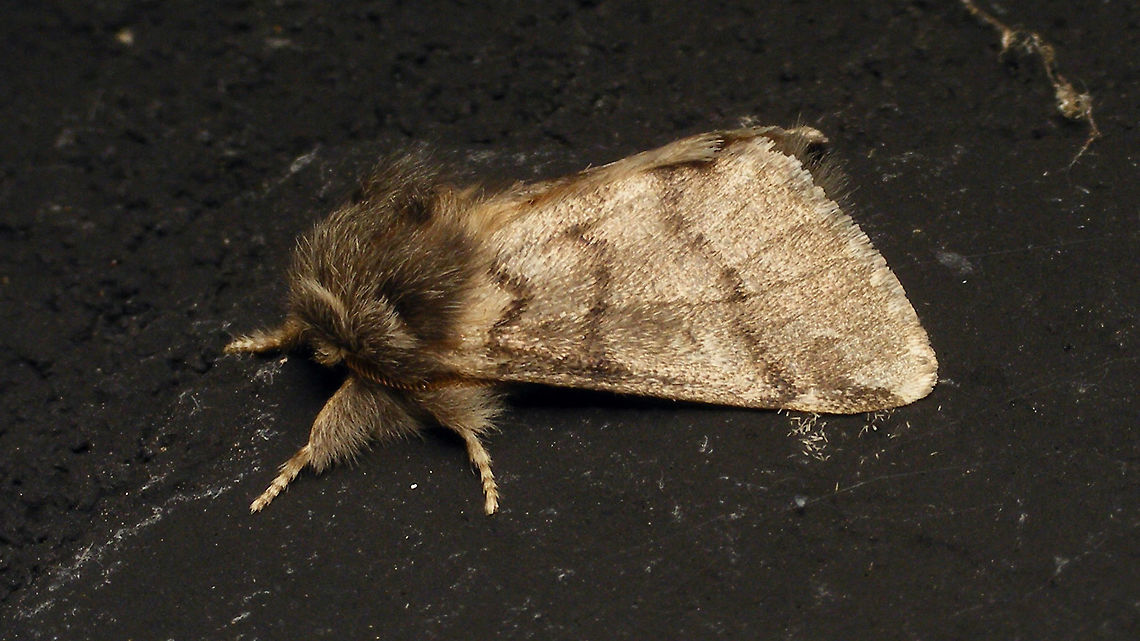 Thaumetopoea processionea  Alerdinck,Geotagged,Lepidoptera,Moth,Netherlands,Noctuoidea,Notodontidae,Oak Processionary,Thaumetopoea,Thaumetopoea processionea,Thaumetopoeinae,moth week 2019,nl: Eikenprocessierups