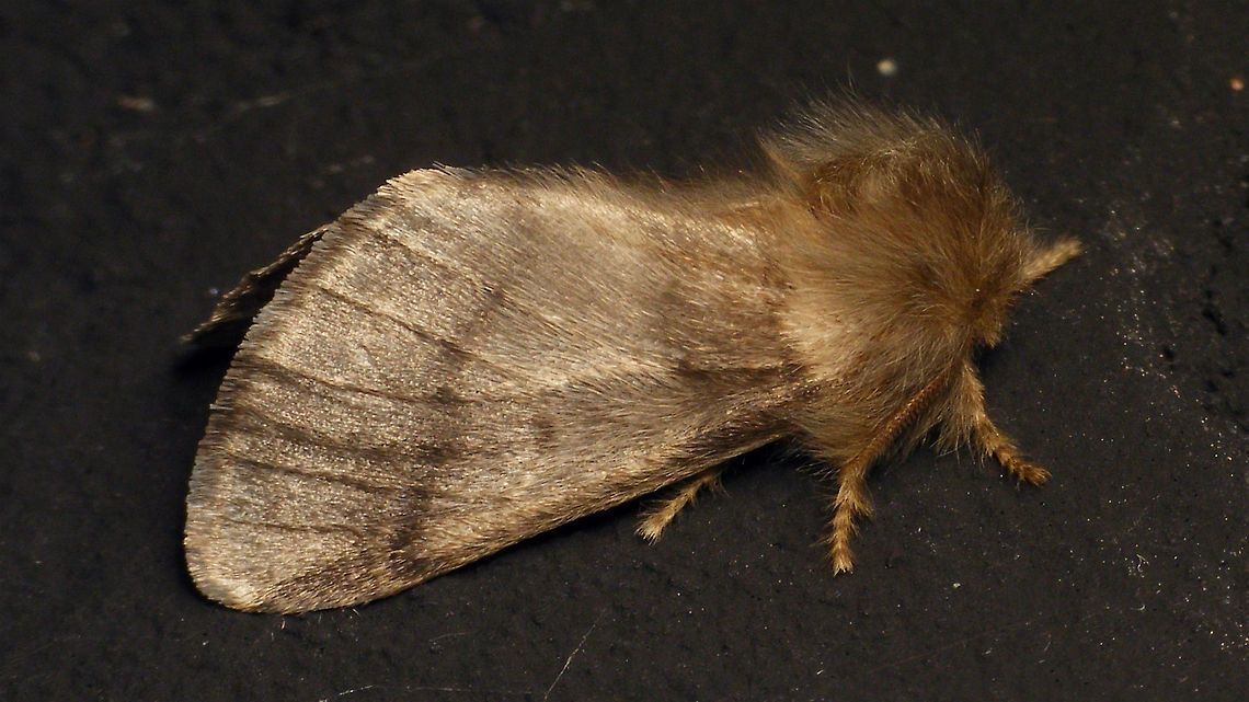 Thaumetopoea processionea  Alerdinck,Geotagged,Lepidoptera,Moth,Netherlands,Noctuoidea,Notodontidae,Oak Processionary,Thaumetopoea,Thaumetopoea processionea,Thaumetopoeinae,moth week 2019,nl: Eikenprocessierups