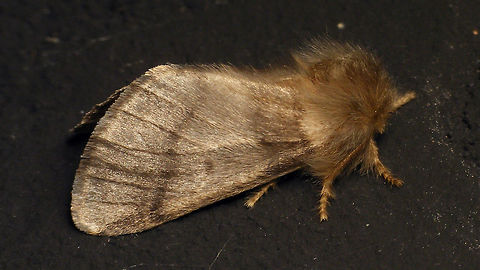Thaumetopoea processionea  Alerdinck,Geotagged,Lepidoptera,Moth,Netherlands,Noctuoidea,Notodontidae,Oak Processionary,Thaumetopoea,Thaumetopoea processionea,Thaumetopoeinae,moth week 2019,nl: Eikenprocessierups