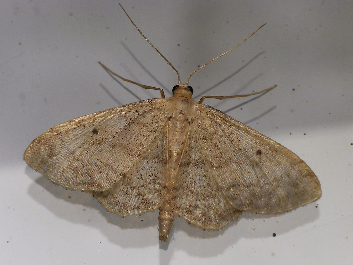Idaea biselata  Alerdinck,Geometridae,Geometroidea,Geotagged,Idaea,Idaea biselata,Idaeini,Lepidoptera,Moth,Netherlands,Small fan-footed wave,Sterrhinae,moth week 2019,nl: Schildstipspanner