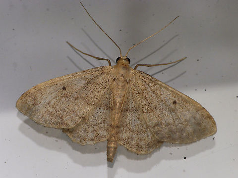Idaea biselata  Alerdinck,Geometridae,Geometroidea,Geotagged,Idaea,Idaea biselata,Idaeini,Lepidoptera,Moth,Netherlands,Small fan-footed wave,Sterrhinae,moth week 2019,nl: Schildstipspanner