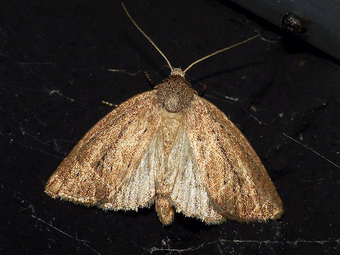 Coenobia rufa  Alerdinck,Apameina,Apameini,Coenobia,Coenobia rufa,Geotagged,Lepidoptera,Moth,Netherlands,Noctuidae,Noctuinae,Noctuoidea,moth week 2019,nl: Russenuil