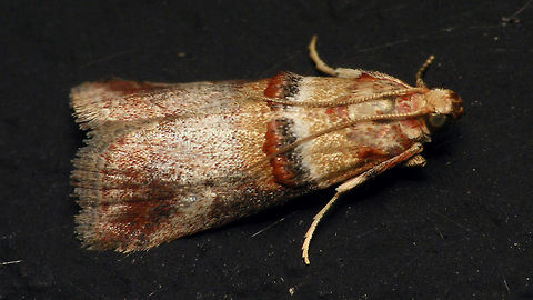 Acrobasis tumidana  Acrobasis,Acrobasis tumidana,Alerdinck,Geotagged,Lepidoptera,Moth,Netherlands,Phycitinae,Phycitini,Pyralidae,Pyraloidea,moth week 2019,nl: Rode eikenlichtmot