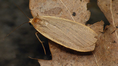 Eilema griseola  Alerdinck,Arctiinae,Collita griseola,Dingy Footman,Eilema,Eilema griseola,Erebidae,Geotagged,Lepidoptera,Lithosiina,Lithosiini,Moth,Netherlands,Noctuoidea,moth week 2019,nl: Glad beertje