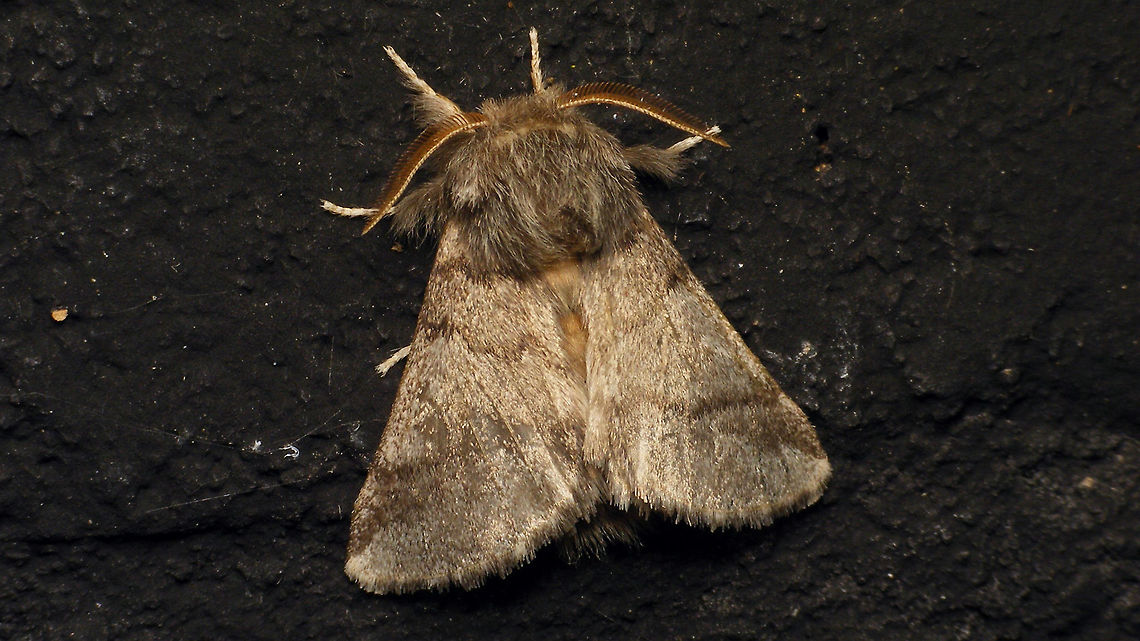 Thaumetopoea processionea - Dorsal  Alerdinck,Geotagged,Lepidoptera,Moth,Netherlands,Noctuoidea,Notodontidae,Oak Processionary,Thaumetopoea,Thaumetopoea processionea,Thaumetopoeinae,moth week 2019,nl: Eikenprocessierups