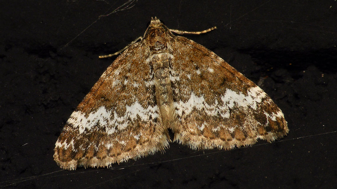 Perizoma alchemillata  Alerdinck,Geometridae,Geometroidea,Geotagged,Larentiinae,Lepidoptera,Moth,Netherlands,Perizoma,Perizoma alchemillata,Perizomini,Small Rivulet,moth week 2019,nl: Hennepnetelspanner