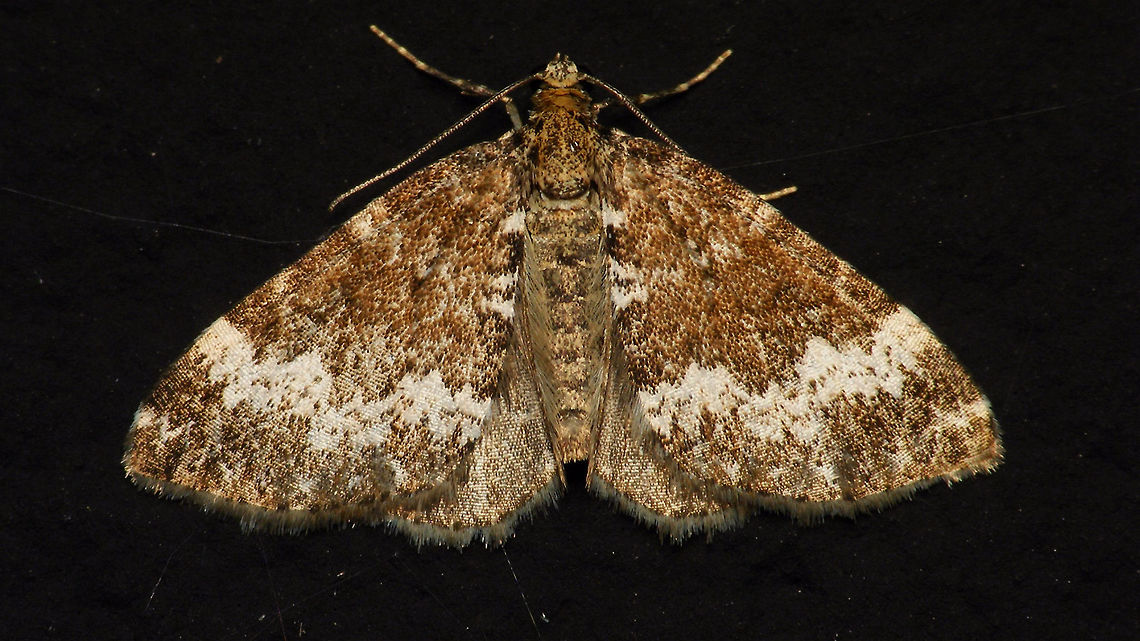 Perizoma alchemillata  Alerdinck,Geometridae,Geometroidea,Larentiinae,Lepidoptera,Moth,Perizoma,Perizoma alchemillata,Perizomini,Small Rivulet,moth week 2019,nl: Hennepnetelspanner