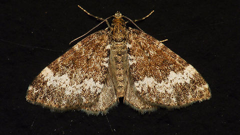 Perizoma alchemillata  Alerdinck,Geometridae,Geometroidea,Larentiinae,Lepidoptera,Moth,Perizoma,Perizoma alchemillata,Perizomini,Small Rivulet,moth week 2019,nl: Hennepnetelspanner