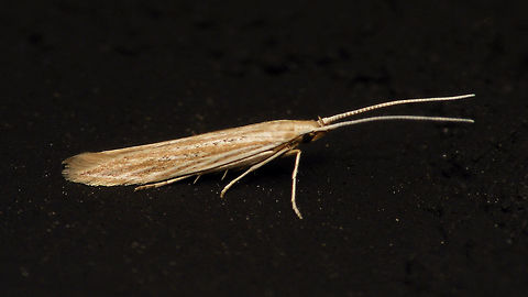 Coleophora cf. versurella Originally I had this down as Coleophora sp. but Leo Bot on waarneming.nl suggested it should probably be Coleophora versurella (be it with slight doubt in his wording). Thanks for helping Leo! :o)
More dorsal view here:
https://www.jungledragon.com/image/82692/coleophora_therinella_.html

Request for ID/conf. also left here:
https://forum.waarneming.nl/smf/index.php?topic=456126.0  Alerdinck,Coleophora,Coleophora versurella,Coleophoridae,Gelechioidea,Geotagged,Lepidoptera,Moth,Netherlands,moth week 2019