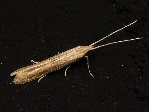 Coleophora cf. versurella Originally I had this down as Coleophora sp. but Leo Bot on waarneming.nl suggested it should probably be Coleophora versurella (be it with slight doubt in his wording). Thanks for helping Leo! :o)
More lateral view here:
https://www.jungledragon.com/image/82691/coleophora_therinella_-_lateral.html Alerdinck,Coleophora,Coleophora versurella,Coleophoridae,Gelechioidea,Geotagged,Lepidoptera,Moth,Netherlands,moth week 2019