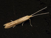 Coleophora cf. versurella Originally I had this down as Coleophora sp. but Leo Bot on waarneming.nl suggested it should probably be Coleophora versurella (be it with slight doubt in his wording). Thanks for helping Leo! :o)<br />
More lateral view here:<br />
https://www.jungledragon.com/image/82691/coleophora_therinella_-_lateral.html Alerdinck,Coleophora,Coleophora versurella,Coleophoridae,Gelechioidea,Geotagged,Lepidoptera,Moth,Netherlands,moth week 2019