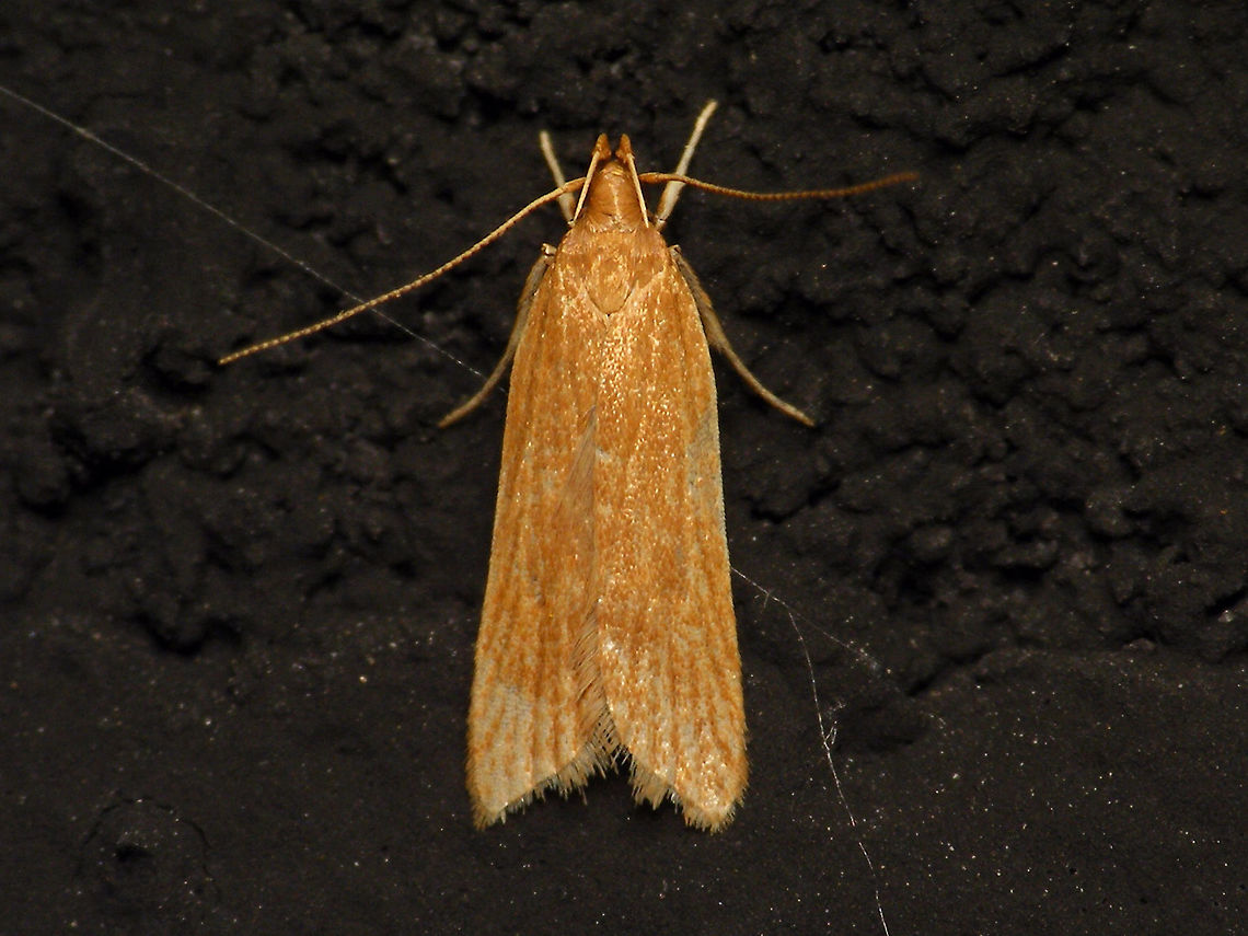 Helcystogramma rufescens  Alerdinck,Dichomeridinae,Gelechiidae,Gelechioidea,Geotagged,Helcystogramma,Helcystogramma rufescens,Lepidoptera,Moth,Netherlands,moth week 2019,nl: Rietpalpmot