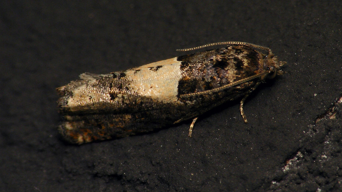 Epiblema Some Epiblema I suppose, but I don&#039;t have the time to break my head over Epiblema sticticana or scutulana or cirsiana (or ?) right now ... Alerdinck,Epiblema,Eucosmini,Geotagged,Lepidoptera,Moth,Netherlands,Olethreutinae,Tortricidae,moth week 2019,nl: Zadelmot