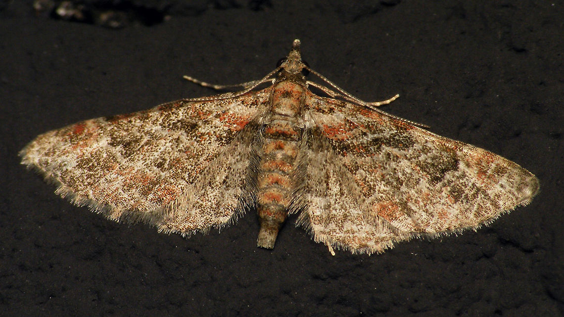 Gymnoscelis rufifasciata on wall  Alerdinck,Double-striped pug,Eupitheciini,Geometridae,Geometroidea,Geotagged,Gymnoscelis,Gymnoscelis rufifasciata,Larentiinae,Lepidoptera,Moth,Netherlands,moth week 2019,nl: Zwartkamdwergspanner