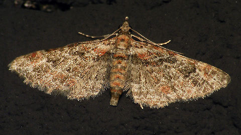 Gymnoscelis rufifasciata on wall  Alerdinck,Double-striped pug,Eupitheciini,Geometridae,Geometroidea,Geotagged,Gymnoscelis,Gymnoscelis rufifasciata,Larentiinae,Lepidoptera,Moth,Netherlands,moth week 2019,nl: Zwartkamdwergspanner