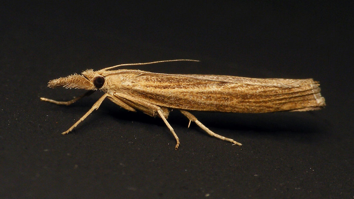 Pediasia contaminella Okay, just one more ... wings rolled op more on this one than on the images of other individuals Alerdinck,Crambidae,Crambinae,Geotagged,Lepidoptera,Moth,Netherlands,Pediasia,Pediasia contaminella,moth week 2019,nl: Oranjebruine grasmot
