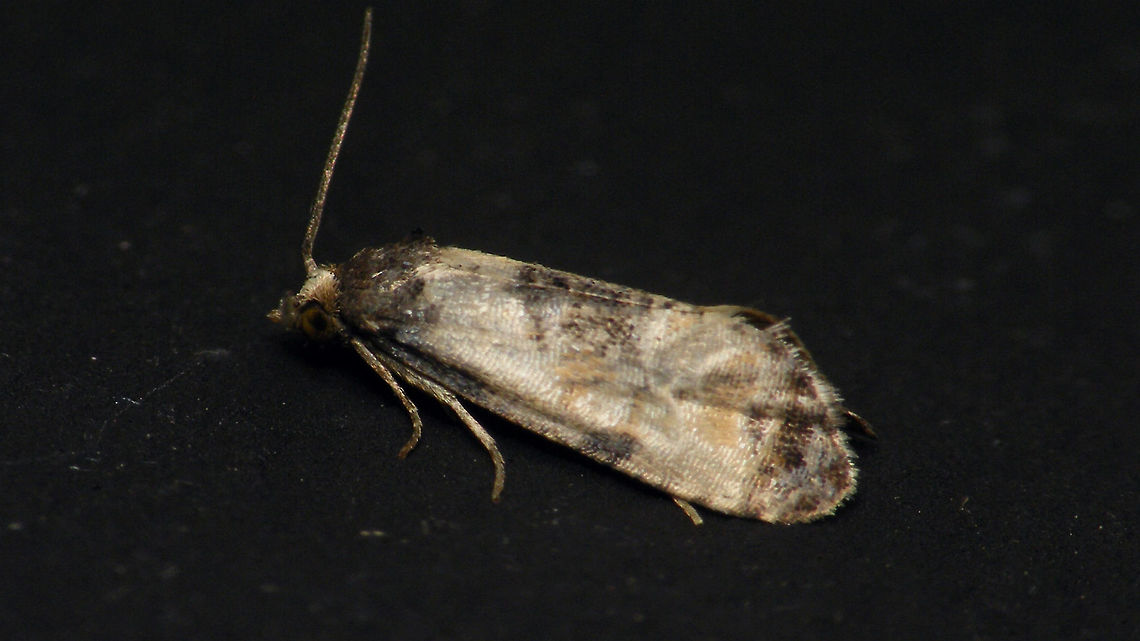 Cochylis dubitana - on black wall Right side of same moth:<br />
<figure class="photo"><a href="https://www.jungledragon.com/image/82698/cochylis_dubitana.html" title="Cochylis dubitana"><img src="https://s3.amazonaws.com/media.jungledragon.com/images/3043/82698_thumb.jpg?AWSAccessKeyId=05GMT0V3GWVNE7GGM1R2&Expires=1759968010&Signature=brWsX6qKlDaRRqAPtQdvW3T3j%2FY%3D" width="200" height="114" alt="Cochylis dubitana Left side of same moth:<br />
https://www.jungledragon.com/image/82697/cochylis_dubitana_-_on_black_wall.html Alerdinck,Cochylini,Cochylis,Cochylis dubitana,Geotagged,Lepidoptera,Little conch,Moth,Netherlands,Tortricidae,Tortricinae,moth week 2019,nl: Blauwe distelbladroller" /></a></figure> Alerdinck,Cochylini,Cochylis,Cochylis dubitana,Geotagged,Lepidoptera,Little conch,Moth,Netherlands,Tortricidae,Tortricinae,moth week 2019,nl: Blauwe distelbladroller