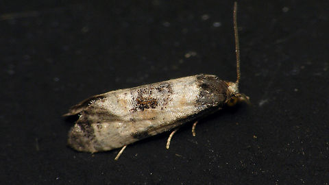 Cochylis dubitana Left side of same moth:
https://www.jungledragon.com/image/82697/cochylis_dubitana_-_on_black_wall.html Alerdinck,Cochylini,Cochylis,Cochylis dubitana,Geotagged,Lepidoptera,Little conch,Moth,Netherlands,Tortricidae,Tortricinae,moth week 2019,nl: Blauwe distelbladroller