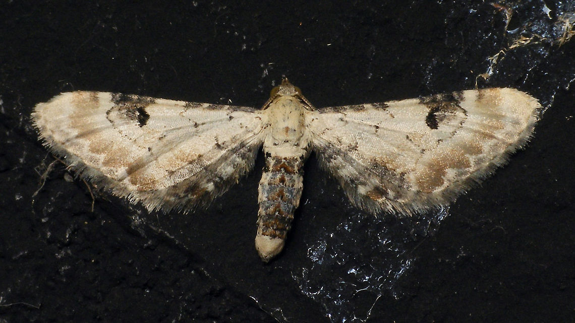 Eupithecia centaureata slightly different markings than the one from the other day Alerdinck,Eupithecia,Eupithecia centaureata,Geotagged,Lime-speck pug,Netherlands,moth,moth week 2019,nl: Zwartvlekdwergspanner
