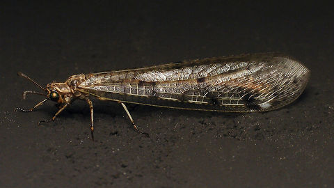 Euroleon nostras on black wall  Alerdinck,Antlion,Euroleon nostras,Geotagged,Myrmeleontidae,Netherlands,Neuroptera,nl: Gevlekte mierenleeuw