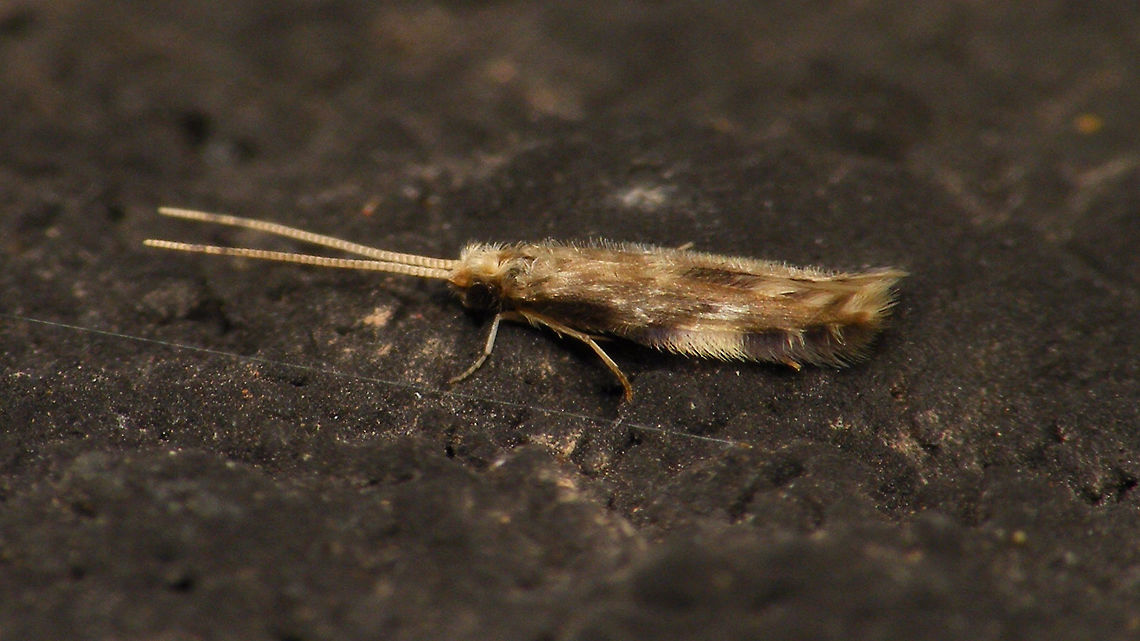 Oxyethira flavicornis - Long antennae The long antennae on this one presumably would be aberrant. The normal length is like the specimen in the image below:<br />
<figure class="photo"><a href="https://www.jungledragon.com/image/82704/oxyethira_flavicornis.html" title="Oxyethira flavicornis"><img src="https://s3.amazonaws.com/media.jungledragon.com/images/3043/82704_thumb.jpg?AWSAccessKeyId=05GMT0V3GWVNE7GGM1R2&Expires=1769040010&Signature=QqQROPbJpQUIUew4oB8HKQKgW4I%3D" width="200" height="114" alt="Oxyethira flavicornis Same species but with longer antennae (aberrant?):<br />
https://www.jungledragon.com/image/82703/oxyethira_flavicornis_.html<br />
For (Dutch) discussion see:<br />
https://forum.waarneming.nl/smf/index.php?topic=456129.0 Alerdinck,Geotagged,Hydroptilidae,Hydroptiloidea,Netherlands,Oxyethira,Oxyethira flavicornis,Spicipalpia,Trichoptera" /></a></figure><br />
For (Dutch) discussion see:<br />
<a href="https://forum.waarneming.nl/smf/index.php?topic=456129.0" rel="nofollow">https://forum.waarneming.nl/smf/index.php?topic=456129.0</a> Alerdinck,Hydroptilidae,Hydroptiloidea,Oxyethira,Oxyethira flavicornis,Spicipalpia,Trichoptera