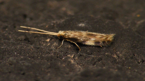 Oxyethira flavicornis - Long antennae The long antennae on this one presumably would be aberrant. The normal length is like the specimen in the image below:
https://www.jungledragon.com/image/82704/oxyethira_flavicornis_.html
For (Dutch) discussion see:
https://forum.waarneming.nl/smf/index.php?topic=456129.0 Alerdinck,Hydroptilidae,Hydroptiloidea,Oxyethira,Oxyethira flavicornis,Spicipalpia,Trichoptera