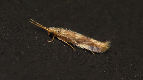 Oxyethira flavicornis Same species but with longer antennae (aberrant?):
https://www.jungledragon.com/image/82703/oxyethira_flavicornis_.html
For (Dutch) discussion see:
https://forum.waarneming.nl/smf/index.php?topic=456129.0 Alerdinck,Geotagged,Hydroptilidae,Hydroptiloidea,Netherlands,Oxyethira,Oxyethira flavicornis,Spicipalpia,Trichoptera