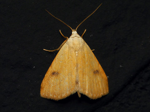 Rivula sericealis  Alerdinck,Erebidae,Geotagged,Lepidoptera,Moth,Netherlands,Noctuoidea,Rivula,Rivula sericealis,Rivulinae,Straw Dot,moth week 2019,nl: Stro-uiltje