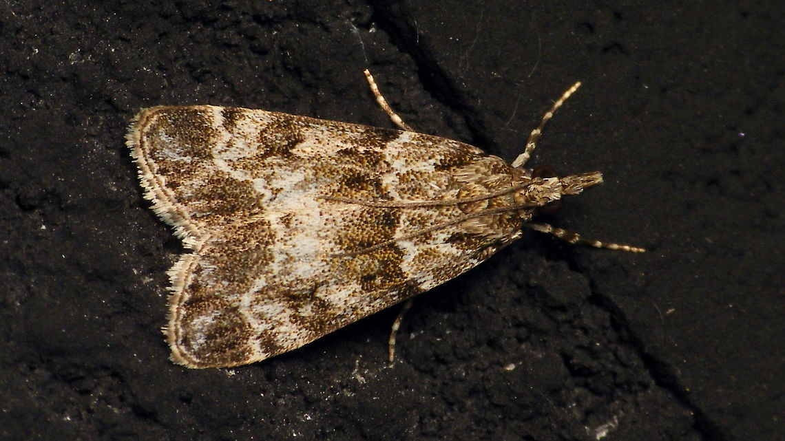 Eudonia mercurella  Alerdinck,Crambidae,Eudonia,Eudonia mercurella,Geotagged,Lepidoptera,Moth,Netherlands,Pyraloidea,Scopariinae,moth week 2019,nl: Variabele granietmot