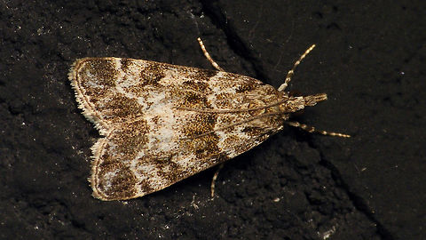 Eudonia mercurella  Alerdinck,Crambidae,Eudonia,Eudonia mercurella,Geotagged,Lepidoptera,Moth,Netherlands,Pyraloidea,Scopariinae,moth week 2019,nl: Variabele granietmot