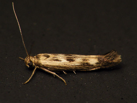 Scythris limbella  Alerdinck,Gelechioidea,Geotagged,Lepidoptera,Moth,Netherlands,Scythrididae,Scythris,Scythris limbella,moth week 2019,nl: Lichte dikkopmot