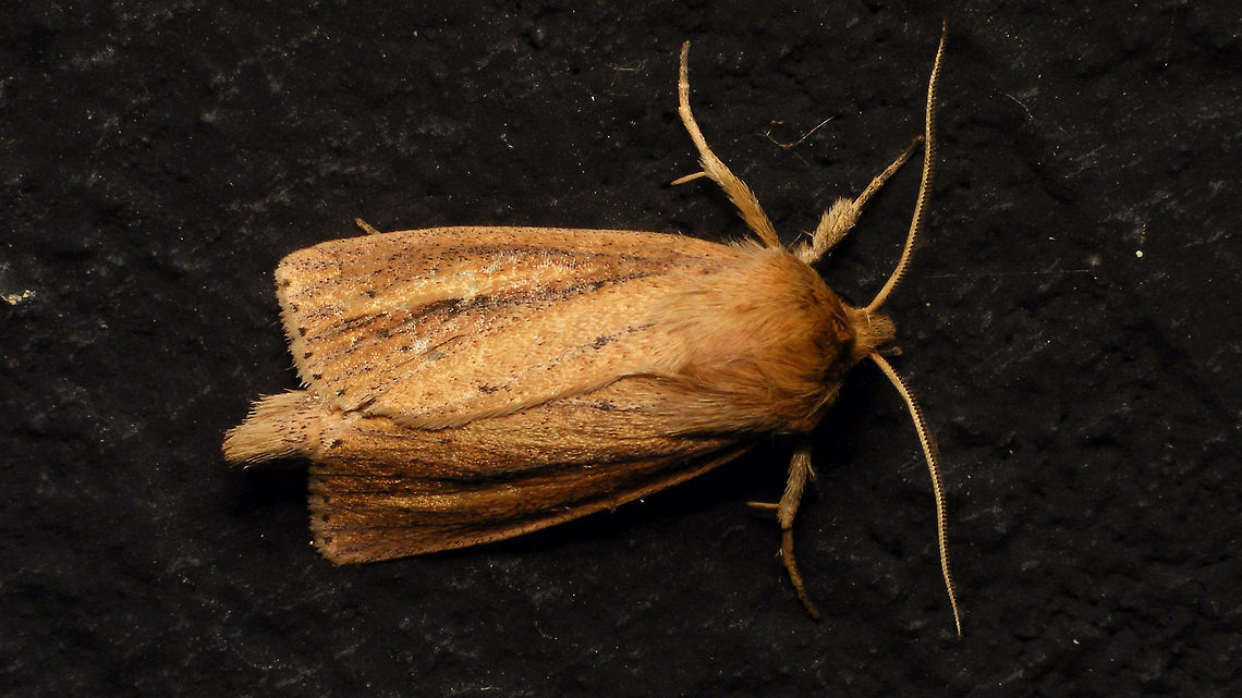 Globia sparganii - Dorsal Same critter, different angle:<br />
<figure class="photo"><a href="https://www.jungledragon.com/image/82710/globia_sparganii.html" title="Globia sparganii"><img src="https://s3.amazonaws.com/media.jungledragon.com/images/3043/82710_thumb.jpg?AWSAccessKeyId=05GMT0V3GWVNE7GGM1R2&Expires=1759968010&Signature=iPpKCuNh3B%2FFqUquei5tU8b0yys%3D" width="200" height="114" alt="Globia sparganii Same critter more dorsal:<br />
https://www.jungledragon.com/image/82709/globia_sparganii_-_dorsal.html Alerdinck,Apameina,Apameini,Capsula sparganii,Globia,Globia sparganii,Lepidoptera,Moth,Noctuidae,Noctuinae,Noctuoidea,Webb&#039;s Wainscot,moth week 2019,nl: Egelskopboorder" /></a></figure> Alerdinck,Apameina,Apameini,Capsula sparganii,Geotagged,Globia,Globia sparganii,Lepidoptera,Moth,Netherlands,Noctuidae,Noctuinae,Noctuoidea,Webb's Wainscot,moth week 2019,nl: Egelskopboorder