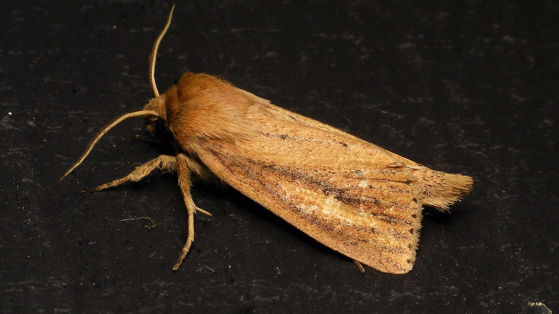 Globia sparganii Same critter more dorsal:<br />
<figure class="photo"><a href="https://www.jungledragon.com/image/82709/globia_sparganii_-_dorsal.html" title="Globia sparganii - Dorsal"><img src="https://s3.amazonaws.com/media.jungledragon.com/images/3043/82709_thumb.jpg?AWSAccessKeyId=05GMT0V3GWVNE7GGM1R2&Expires=1769040010&Signature=hit4DWpFuM0dlr5sfiX9aL4J4hs%3D" width="200" height="114" alt="Globia sparganii - Dorsal Same critter, different angle:<br />
https://www.jungledragon.com/image/82710/globia_sparganii.html Alerdinck,Apameina,Apameini,Capsula sparganii,Geotagged,Globia,Globia sparganii,Lepidoptera,Moth,Netherlands,Noctuidae,Noctuinae,Noctuoidea,Webb&#039;s Wainscot,moth week 2019,nl: Egelskopboorder" /></a></figure> Alerdinck,Apameina,Apameini,Capsula sparganii,Globia,Globia sparganii,Lepidoptera,Moth,Noctuidae,Noctuinae,Noctuoidea,Webb's Wainscot,moth week 2019,nl: Egelskopboorder