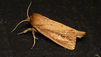 Globia sparganii Same critter more dorsal:<br />
https://www.jungledragon.com/image/82709/globia_sparganii_-_dorsal.html Alerdinck,Apameina,Apameini,Capsula sparganii,Globia,Globia sparganii,Lepidoptera,Moth,Noctuidae,Noctuinae,Noctuoidea,Webb's Wainscot,moth week 2019,nl: Egelskopboorder