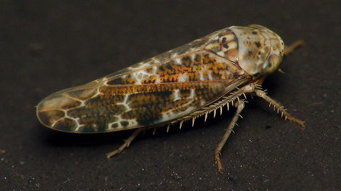 Allygus sp.  Alerdinck,Allygus,Cicadellidae,Geotagged,Hemiptera,Netherlands