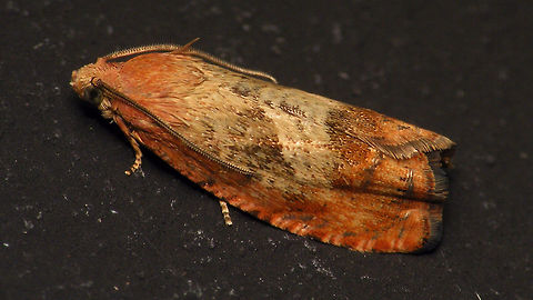 Cydia amplana  Alerdinck,Cydia,Cydia amplana,Geotagged,Moth,Netherlands,Rusty oak moth,Tortricidae,moth week 2019,nl: Oranje eikenbladroller