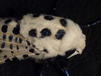 Zeuzera pyrina - Close-up https://www.jungledragon.com/image/82723/zeuzera_pyrina.html Alerdinck,Leopard Moth,Moth,Netherlands,Zeuzera,Zeuzera pyrina,moth week 2019,nl: Gestippelde houtvlinder
