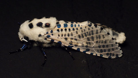 Zeuzera pyrina https://www.jungledragon.com/image/82722/zeuzera_pyrina_-_close-up.html Alerdinck,Geotagged,Leopard Moth,Moth,Netherlands,Zeuzera,Zeuzera pyrina,moth week 2019,nl: Gestippelde houtvlinder