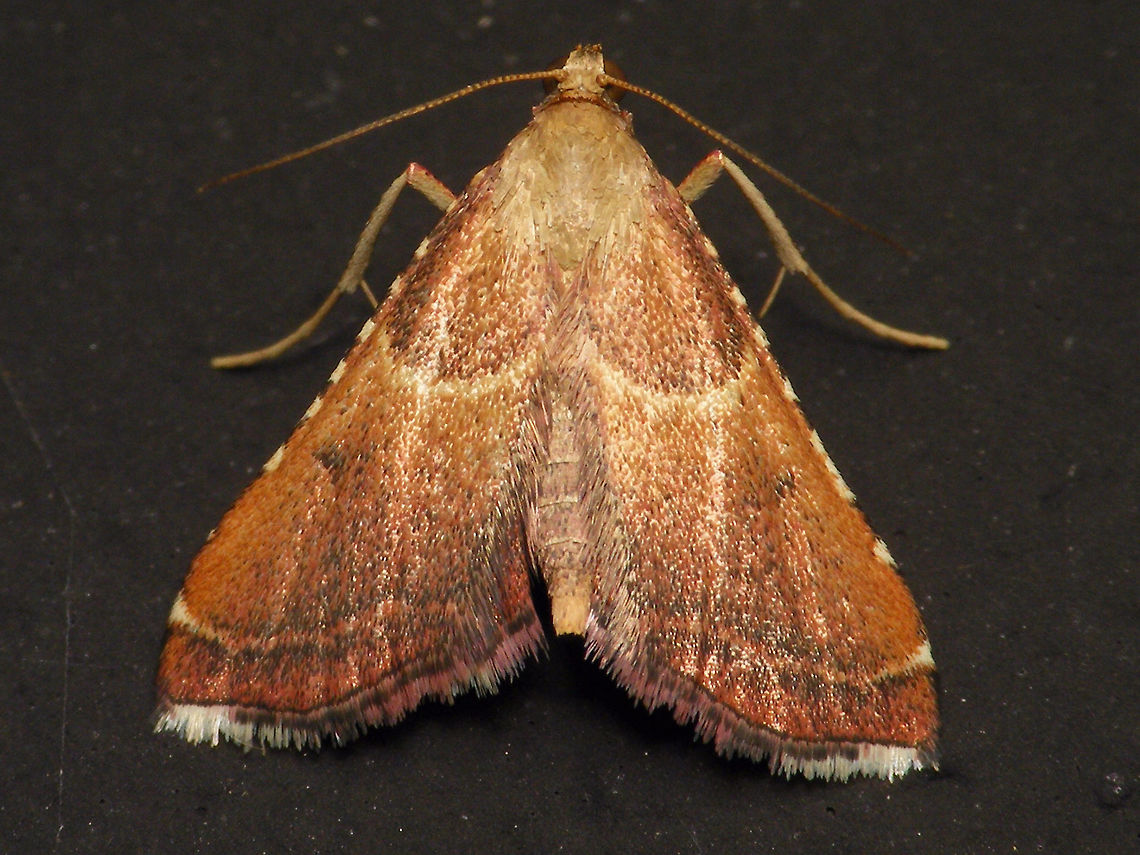 Endotricha flammealis  Alerdinck,Endotricha,Endotricha flammealis,Endotrichini,Geotagged,Lepidoptera,Moth,Netherlands,Pyralidae,Pyralinae,Pyraloidea,moth week 2019,nl: Strooiselmot