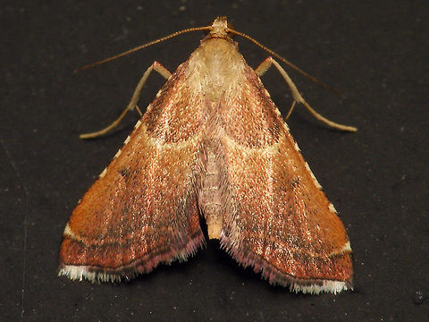 Endotricha flammealis  Alerdinck,Endotricha,Endotricha flammealis,Endotrichini,Geotagged,Lepidoptera,Moth,Netherlands,Pyralidae,Pyralinae,Pyraloidea,moth week 2019,nl: Strooiselmot