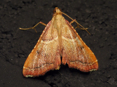 Endotricha flammealis  Alerdinck,Endotricha,Endotricha flammealis,Endotrichini,Geotagged,Lepidoptera,Moth,Netherlands,Pyralidae,Pyralinae,Pyraloidea,moth week 2019,nl: Strooiselmot
