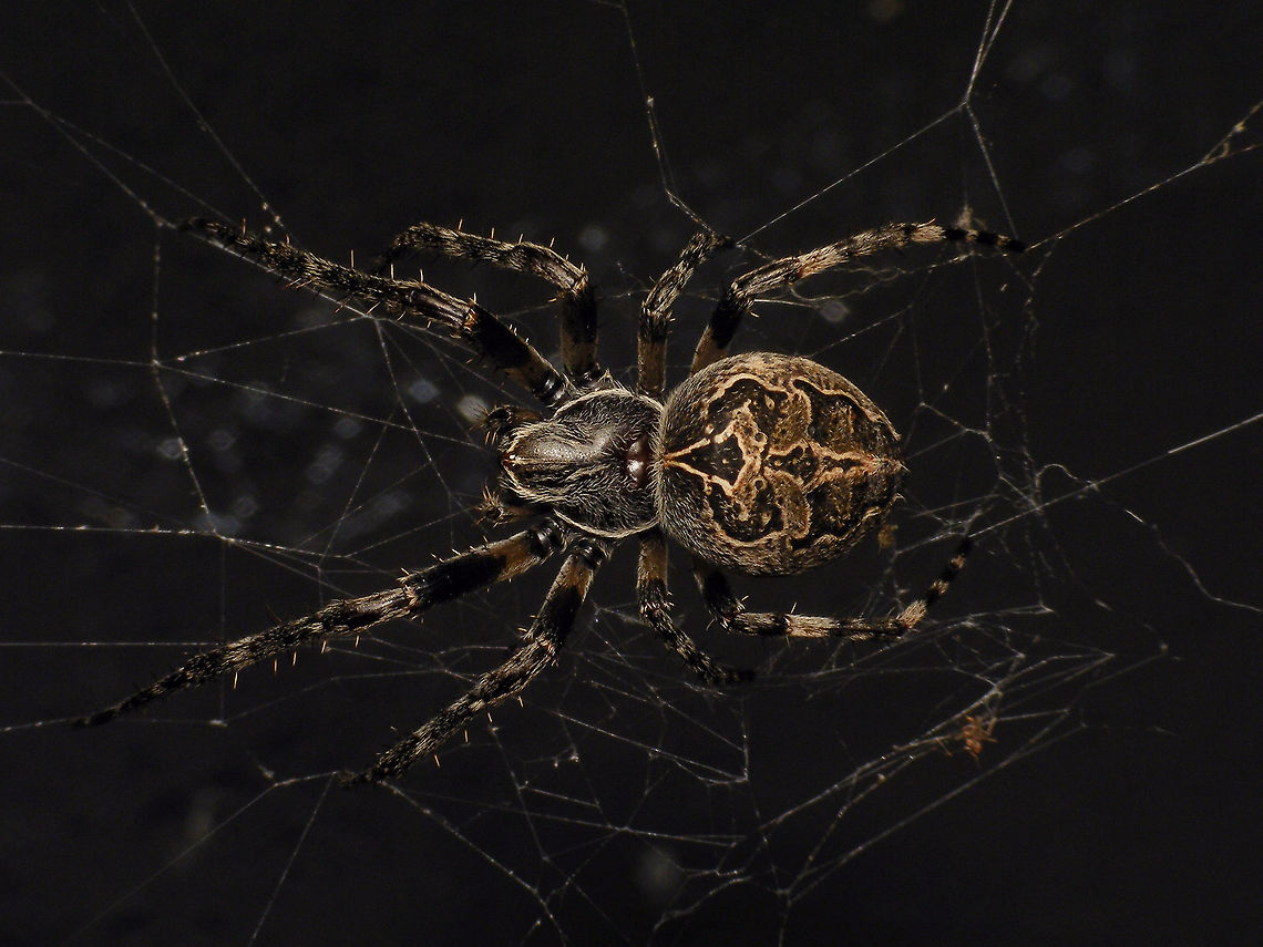 Larinioides sericatus The two names Larinioides sclopetarius and sericatus are synonymous and have been exchanged as valid/synonymous varoius times in past years both seem to be in wide usage still. I&#039;ve uploaded a paler version of this spider under the name Larinioides sclopetarius (westring, 1850) as the image linked below, but note that it is the same species:<br />
<figure class="photo"><a href="https://www.jungledragon.com/image/101935/larinioides_sclopetarius_-_paler.html" title="Larinioides sclopetarius - Paler"><img src="https://s3.amazonaws.com/media.jungledragon.com/images/3043/101935_thumb.jpg?AWSAccessKeyId=05GMT0V3GWVNE7GGM1R2&Expires=1767225610&Signature=p8TSFgz%2BpWDOSYm7VASQTqKadpY%3D" width="200" height="114" alt="Larinioides sclopetarius - Paler A paler version to complement this one:<br />
https://www.jungledragon.com/image/82726/larinioides_sericatus.html<br />
<br />
I&#039;ve named this image as Larinioides sclopetarius now - the two names Larinioides sclopetarius and sericatus are synonymous and have been exchanged as valid/synonymous various times in the past. Both seem to be in wide usage still. Alerdinck,Arachnida,Araneae,Araneidae,Geotagged,Gray Cross Spider,Labidognatha,Larinioides,Larinioides sclopetarius,Larinioides sericatus,Megoperculata,Micrura,Netherlands,nl: Brugspin" /></a></figure><br />
This image was picked for the cover of the October 2020 issue of the magazine &quot;Koppel&quot;<br />
<a href="https://www.knnv.nl/sites/www.knnv.nl/files/Koppel" rel="nofollow">https://www.knnv.nl/sites/www.knnv.nl/files/Koppel</a> Jaargang 8 - nummer 4 - oktober 2020 web.pdf Alerdinck,Arachnida,Araneae,Araneidae,Geotagged,Gray Cross Spider,Labidognatha,Larinioides,Larinioides sclopetarius,Larinioides sericatus,Megoperculata,Micrura,Netherlands,nl: Brugspin