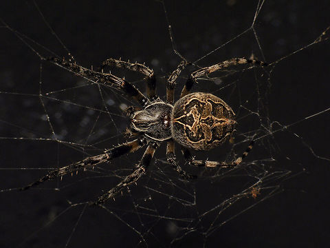 Larinioides sericatus The two names Larinioides sclopetarius and sericatus are synonymous and have been exchanged as valid/synonymous varoius times in past years both seem to be in wide usage still. I've uploaded a paler version of this spider under the name Larinioides sclopetarius (westring, 1850) as the image linked below, but note that it is the same species:
https://www.jungledragon.com/image/101935/larinioides_sclopetarius_-_paler.html
This image was picked for the cover of the October 2020 issue of the magazine "Koppel"
https://www.knnv.nl/sites/www.knnv.nl/files/Koppel Jaargang 8 - nummer 4 - oktober 2020 web.pdf Alerdinck,Arachnida,Araneae,Araneidae,Geotagged,Gray Cross Spider,Labidognatha,Larinioides,Larinioides sclopetarius,Larinioides sericatus,Megoperculata,Micrura,Netherlands,nl: Brugspin