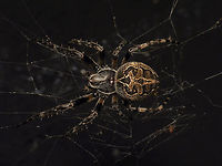 Larinioides sericatus The two names Larinioides sclopetarius and sericatus are synonymous and have been exchanged as valid/synonymous varoius times in past years both seem to be in wide usage still. I've uploaded a paler version of this spider under the name Larinioides sclopetarius (westring, 1850) as the image linked below, but note that it is the same species:<br />
https://www.jungledragon.com/image/101935/larinioides_sclopetarius_-_paler.html<br />
This image was picked for the cover of the October 2020 issue of the magazine "Koppel"<br />
https://www.knnv.nl/sites/www.knnv.nl/files/Koppel Jaargang 8 - nummer 4 - oktober 2020 web.pdf Alerdinck,Arachnida,Araneae,Araneidae,Geotagged,Gray Cross Spider,Labidognatha,Larinioides,Larinioides sclopetarius,Larinioides sericatus,Megoperculata,Micrura,Netherlands,nl: Brugspin