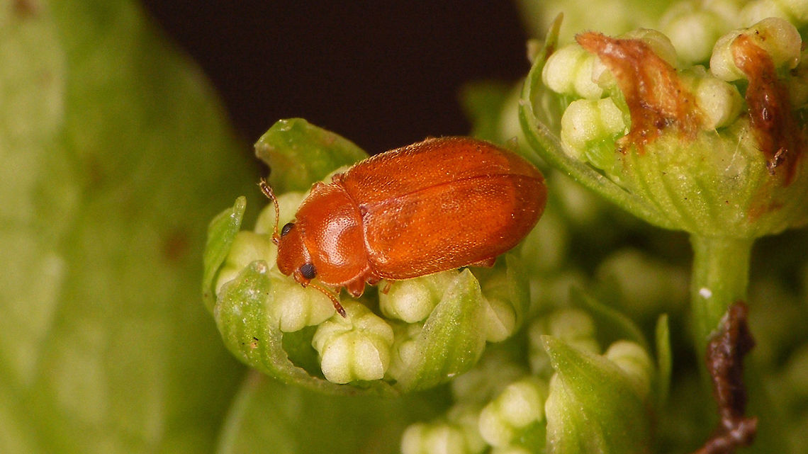 Coccidula rufa  Coccidula,Coccidula rufa,Coccidulinae,Coccidulini,Coccinellidae,Coleoptera,Geotagged,Ireland,nl: Ongevlekt rietkapoentje