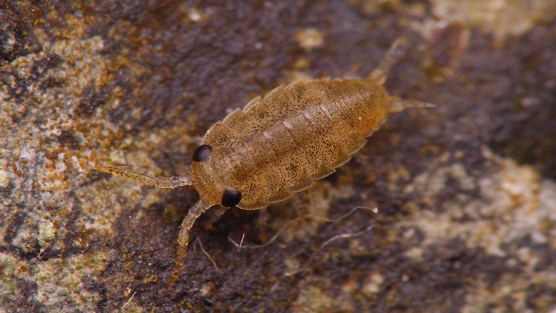Ligia oceanica - 3mm juvenile This one was totally black when I caught it, but had changed its colour (variable pigmentation) by the time I took the images. Common Sea Slater,Geotagged,Ireland,Isopoda,Ligia,Ligia oceanica,Ligiidae,Oniscidea,nl: Havenpissebed