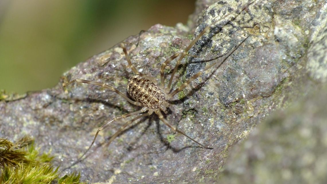 Opilio saxatilis - Somewhat teneral Adding the species for Ireland - fairly teneral specimen under a large rock Geotagged,Ireland,Opilio,Opilio saxatilis,Opiliones,Phalangiidae,Teneral