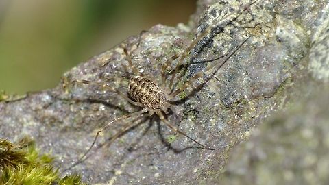 Opilio saxatilis - Somewhat teneral Adding the species for Ireland - fairly teneral specimen under a large rock Geotagged,Ireland,Opilio,Opilio saxatilis,Opiliones,Phalangiidae,Teneral