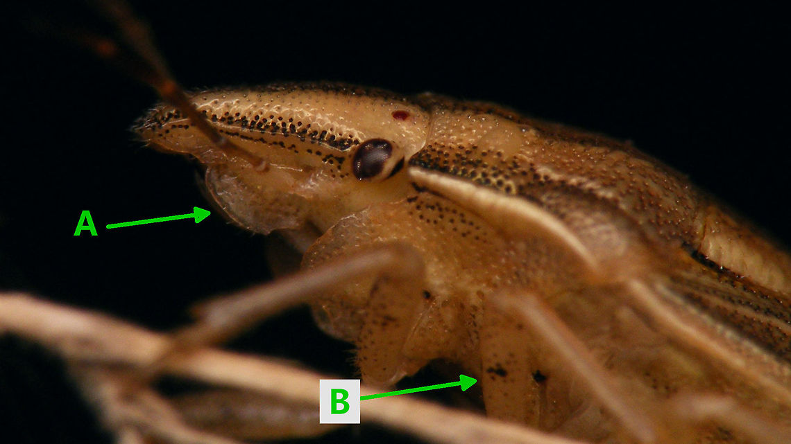 Aelia acuminata ID Two details important in identification of Aelia acuminata:<br />
A) Shape of the buccula (in this case evenly rounded, not carrying a clear tooth)<br />
B) Double black dots on the ventral side of the femur Aelia,Aelia acuminata,Bishop's Mitre,Geotagged,Heteroptera ID help,Jane's garden,Netherlands,Pentatomidae,Pentatomoidea,nl: Grote mijterschildwants